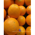2021 Citrus Ready Export Premium New Crop Navel Orange